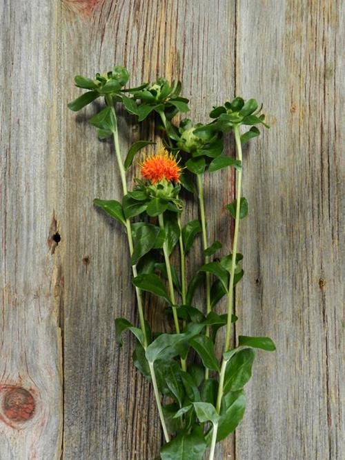 ORANGE CARTHEMUS SAFFLOWER